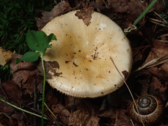 Russula risigallina