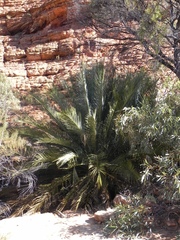 Macrozamia macdonnellii