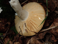 Russula risigallina