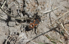 Lygaeus kalmii kalmii