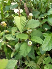 Lippia dulcis