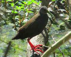 Pardirallus nigricans