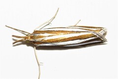 Hednota bivittella