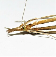 Hednota bivittella