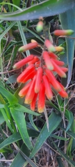 Aloiampelos ciliaris
