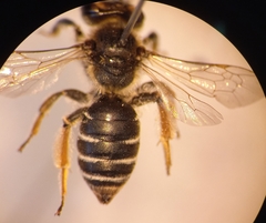 Andrena ovatula