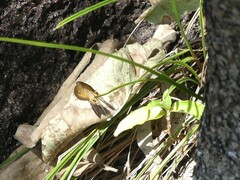 Hypocysta irius