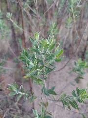 Baccharis dracunculifolia