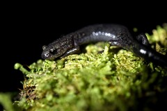 Plethodon nettingi