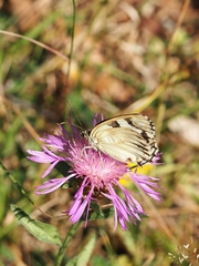 Melanargia galathea