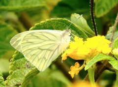 Hesperocharis costaricensis