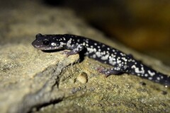 Plethodon kentucki