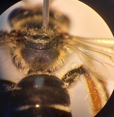 Andrena ovatula