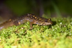 Desmognathus welteri