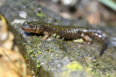 Desmognathus marmoratus
