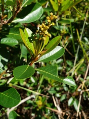 Byrsonima × ophiticola