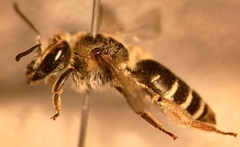 Andrena ovatula