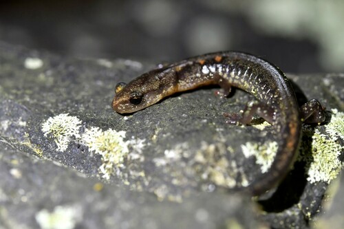Dixie Caverns Salamander