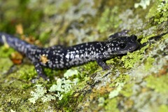 Plethodon cylindraceus