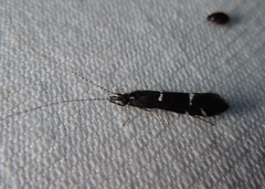 Athripsodes bilineatus