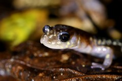 Plethodon punctatus