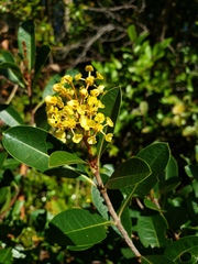 Byrsonima × ophiticola