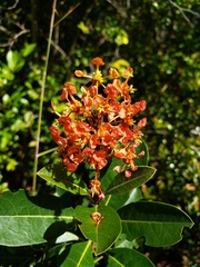 Byrsonima × ophiticola