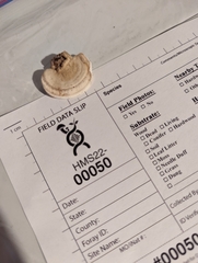 Metuloidea reniformis