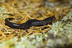 Plethodon nettingi