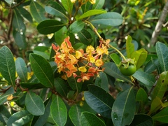 Byrsonima × ophiticola