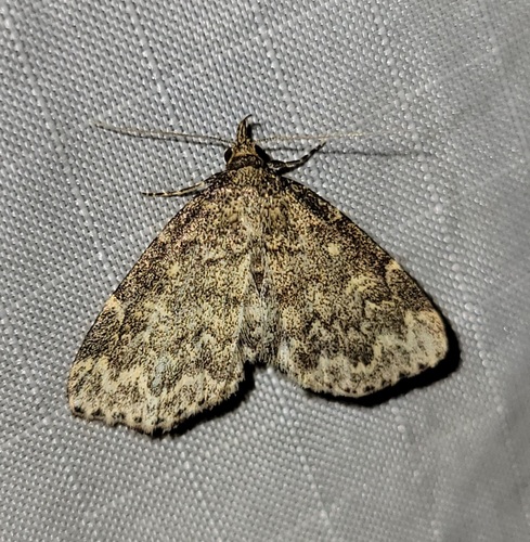 Appalachian Idia