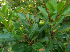 Byrsonima × ophiticola