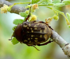 Euphoria leucographa