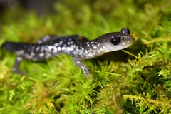 Plethodon punctatus