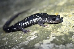 Plethodon kentucki