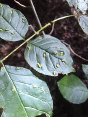 Puccinia sparganioidis