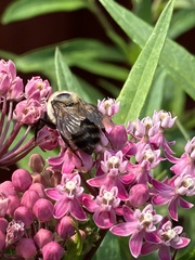 Bombus griseocollis