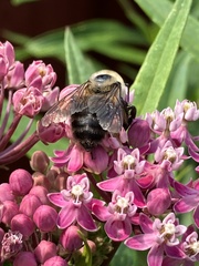 Bombus griseocollis