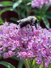 Bombus griseocollis
