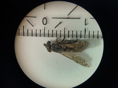 Haematopota pluvialis