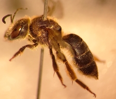 Halictus langobardicus