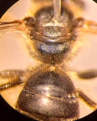 Halictus langobardicus