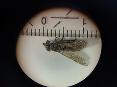 Haematopota pluvialis