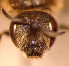 Halictus langobardicus