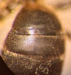 Halictus langobardicus