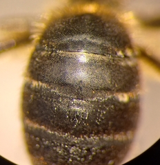 Halictus langobardicus