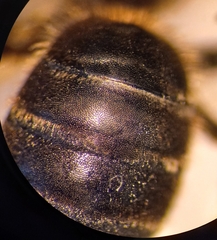 Halictus langobardicus