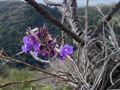 Tillandsia streptocarpa