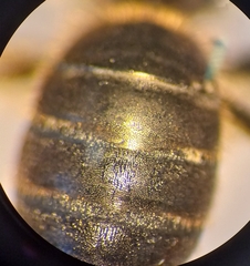 Halictus langobardicus