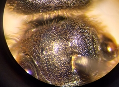 Halictus langobardicus